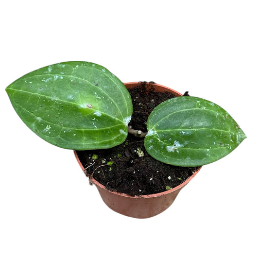 10 - 15cm Hoya Macrophylla Borneo House Plant 10,5 cm Pot