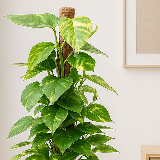 120 - 140cm Epipremnum Aureum Pothos on Mosspole 24cm Pot House Plant House Plant