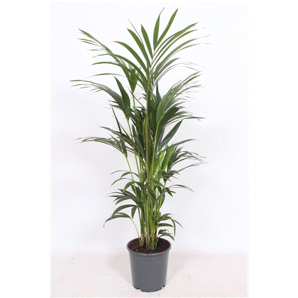 120 - 140cm Kentia Palm Howea Forsteriana 24cm Pot House Plant House Plant