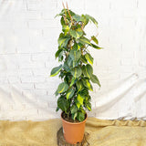 120 - 140cm Philodendron Brazil Scandens Pothos on Wire Pole 24cm Pot House Plant House Plant