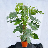 120 - 140cm XL Reverted Epipremnum Pinnatum 24cm Pot House Plant House Plant