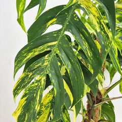 120 - 140cm Mature XL Epipremnum Goldfinger Pinnatum 24cm Pot House Plant