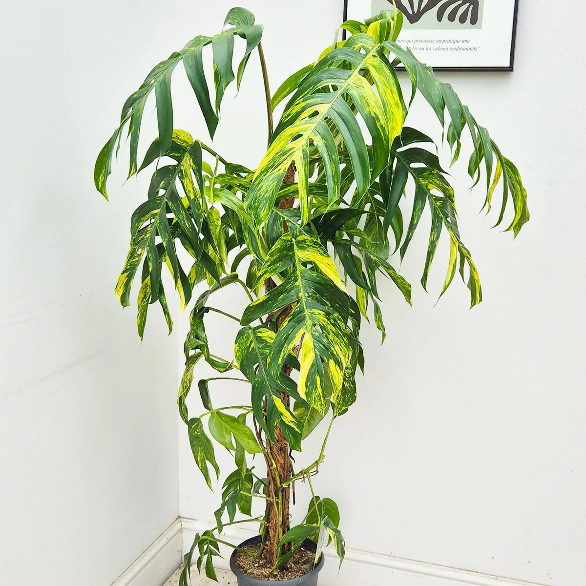 120 - 140cm Mature XL Epipremnum Goldfinger Pinnatum 24cm Pot House Plant