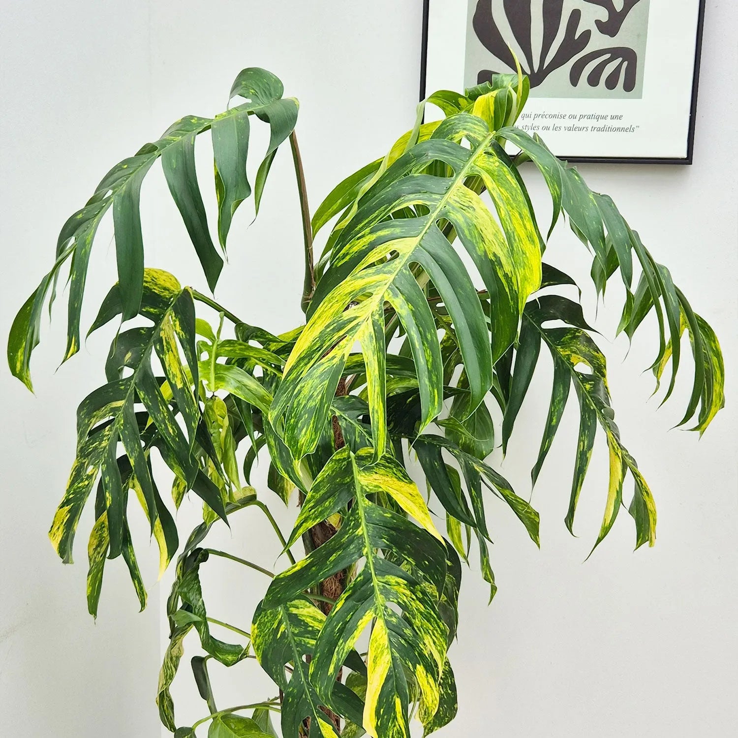 120 - 140cm Mature XL Epipremnum Goldfinger Pinnatum 24cm Pot House Plant