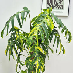 120 - 140cm Mature XL Epipremnum Goldfinger Pinnatum 24cm Pot House Plant