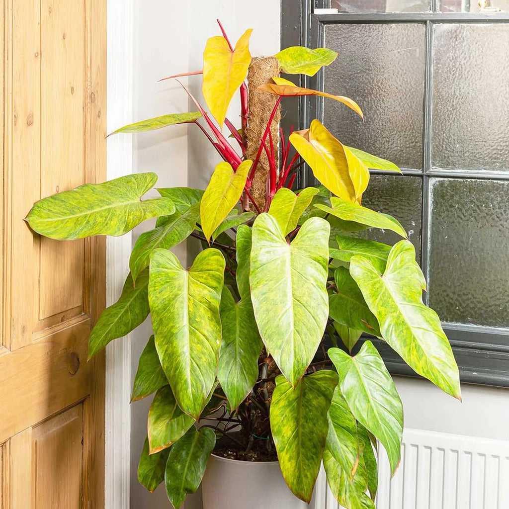 painted lady philodendron hybrid 120