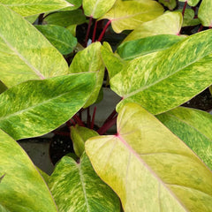 120 - 140cm Philodendron Painted Lady on Mosspole 24cm Pot House Plant