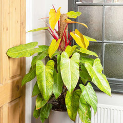 120 - 140cm Philodendron Painted Lady on Mosspole 24cm Pot House Plant