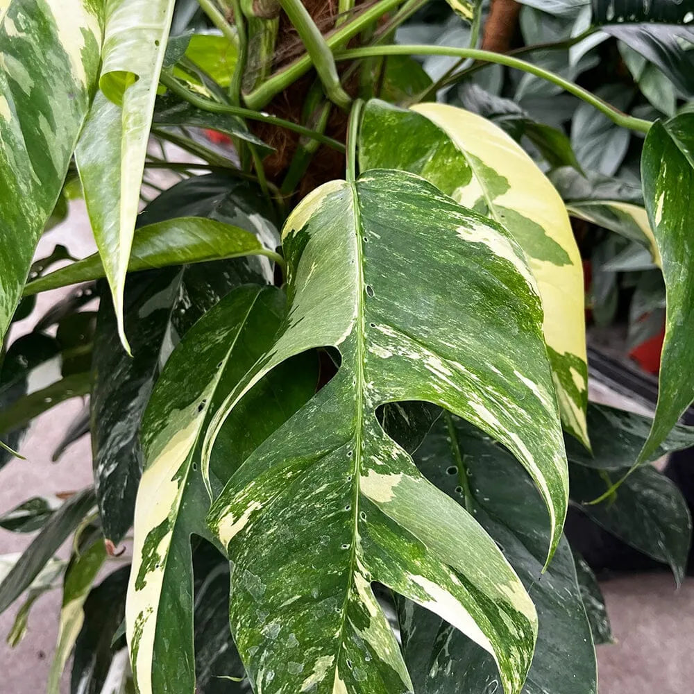 120 - 140cm Variegated Epipremnum Pinnatum Pot House Plant 24cm Pot