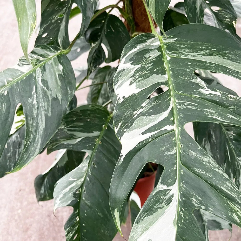 120 - 140cm Variegated Epipremnum Pinnatum Pot House Plant 24cm Pot