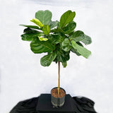 130 - 150cm Ficus Lyrata Tree  Fiddle Leaf Fig 25cm Pot House Plant
