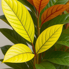 130 - 140cm Codiaeum Mrs Iceton Croton 32cm Pot House Plant