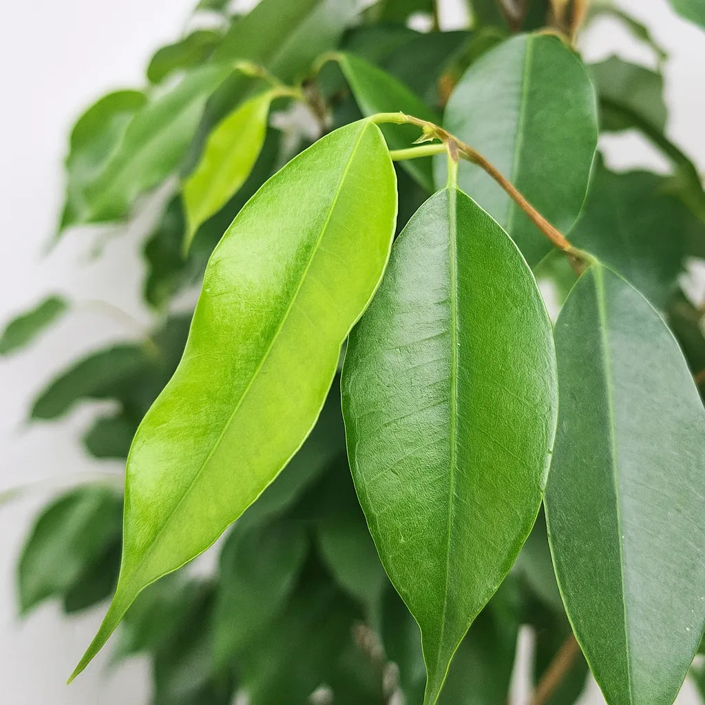 130 - 150cm Ficus Benjamina Rubber Plant 27cm Pot House Plant