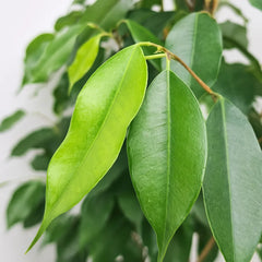 130 - 150cm Ficus Benjamina Rubber Plant 27cm Pot House Plant