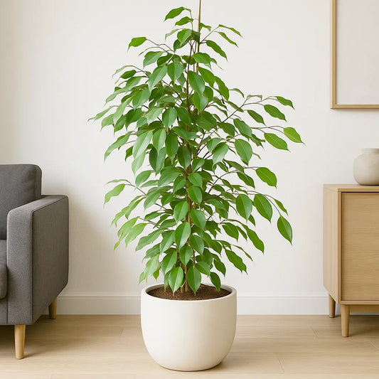 130 - 150cm Ficus Benjamina Rubber Plant 27cm Pot House Plant