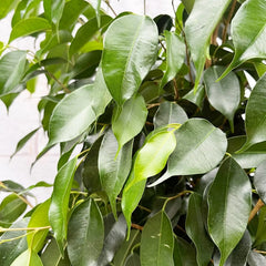 130 - 160cm Ficus Danielle Rubber Plant 27cm Pot House Plant