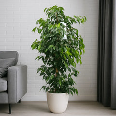 130 - 160cm Ficus Danielle Rubber Plant 27cm Pot House Plant