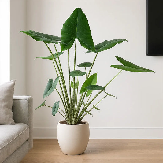 130 - 160cm XL Alocasia Zebrina Elephant Ear 32cm Pot House Plant