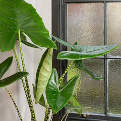 130 - 160cm XL Alocasia Zebrina Elephant Ear 32cm Pot House Plant