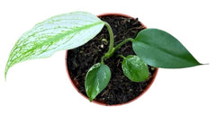 Monstera Devil Monster House Plant 8cm Pot