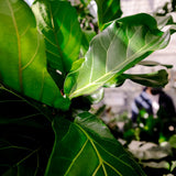 140 - 160cm Ficus Lyrata Tree Fiddle Leaf Fig 27cm Pot House Plant House Plant