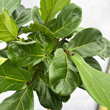140 - 160cm Ficus Lyrata Tree Fiddle Leaf Fig 27cm Pot House Plant House Plant