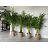 140 - 180cm Areca Palm Dypsis Lutescens 24cm Pot House Plant House Plant