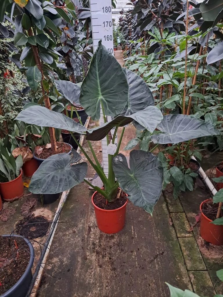 anthurium regale shield 140