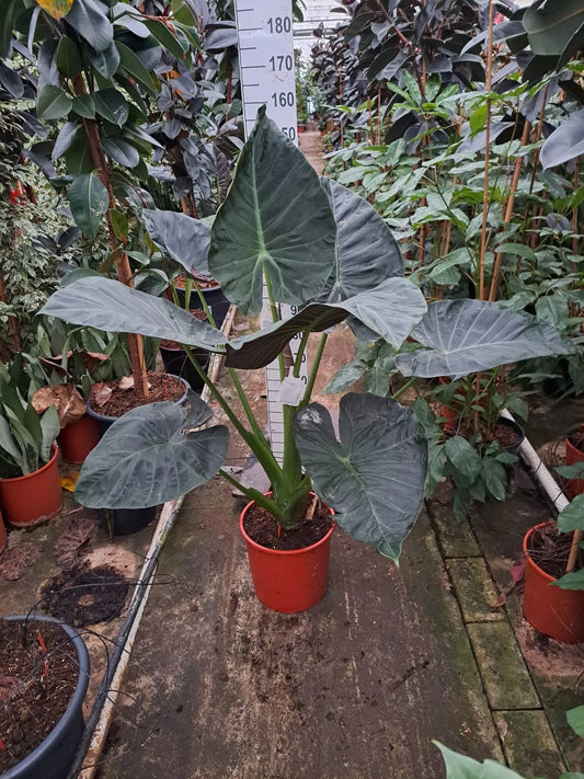 140 - 160cm XXL Alocasia Regal Shields 35cm Pot House Plant