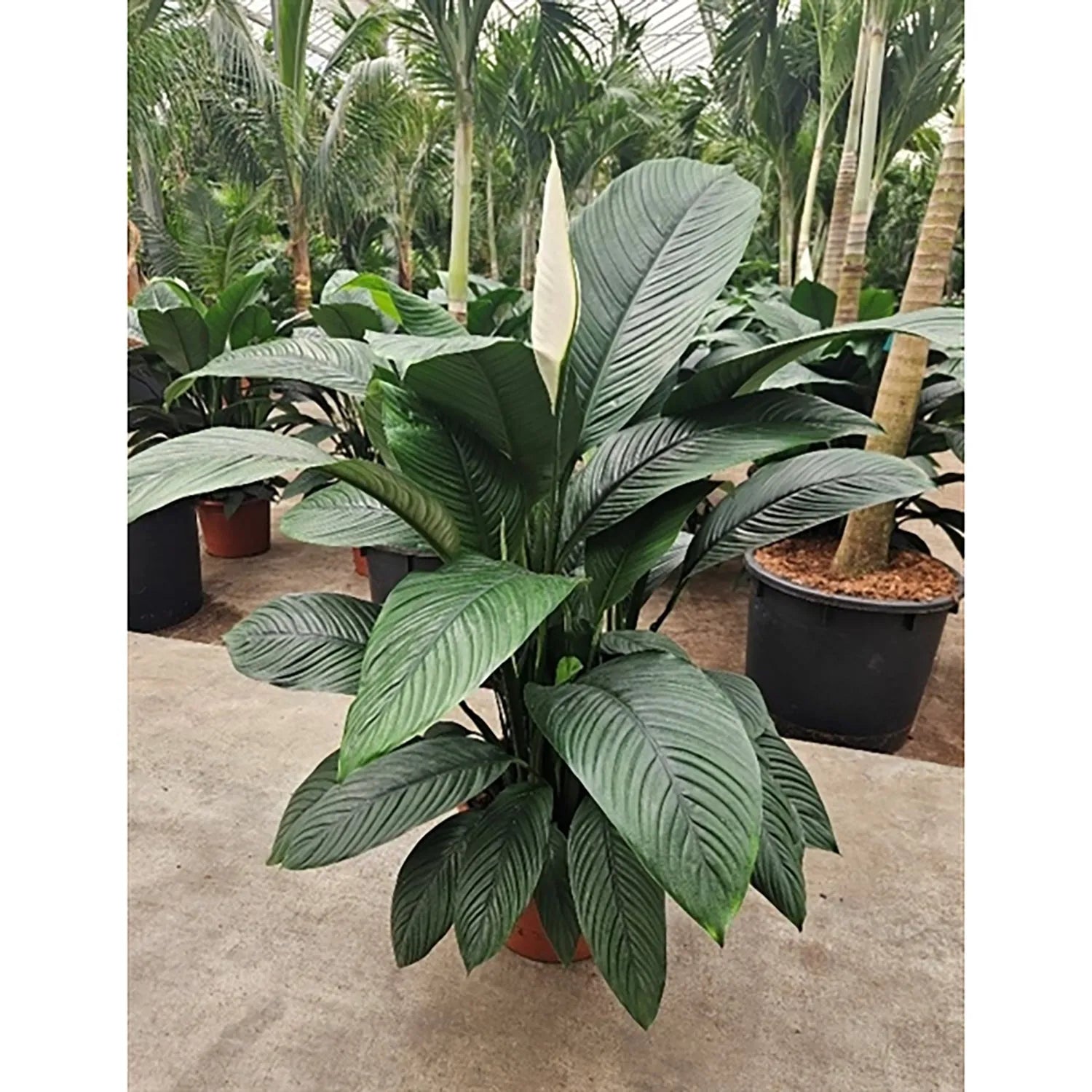 140 - 160cm XXL Spathiphyllum Sensation Peace Lily 45cm Pot House Plant