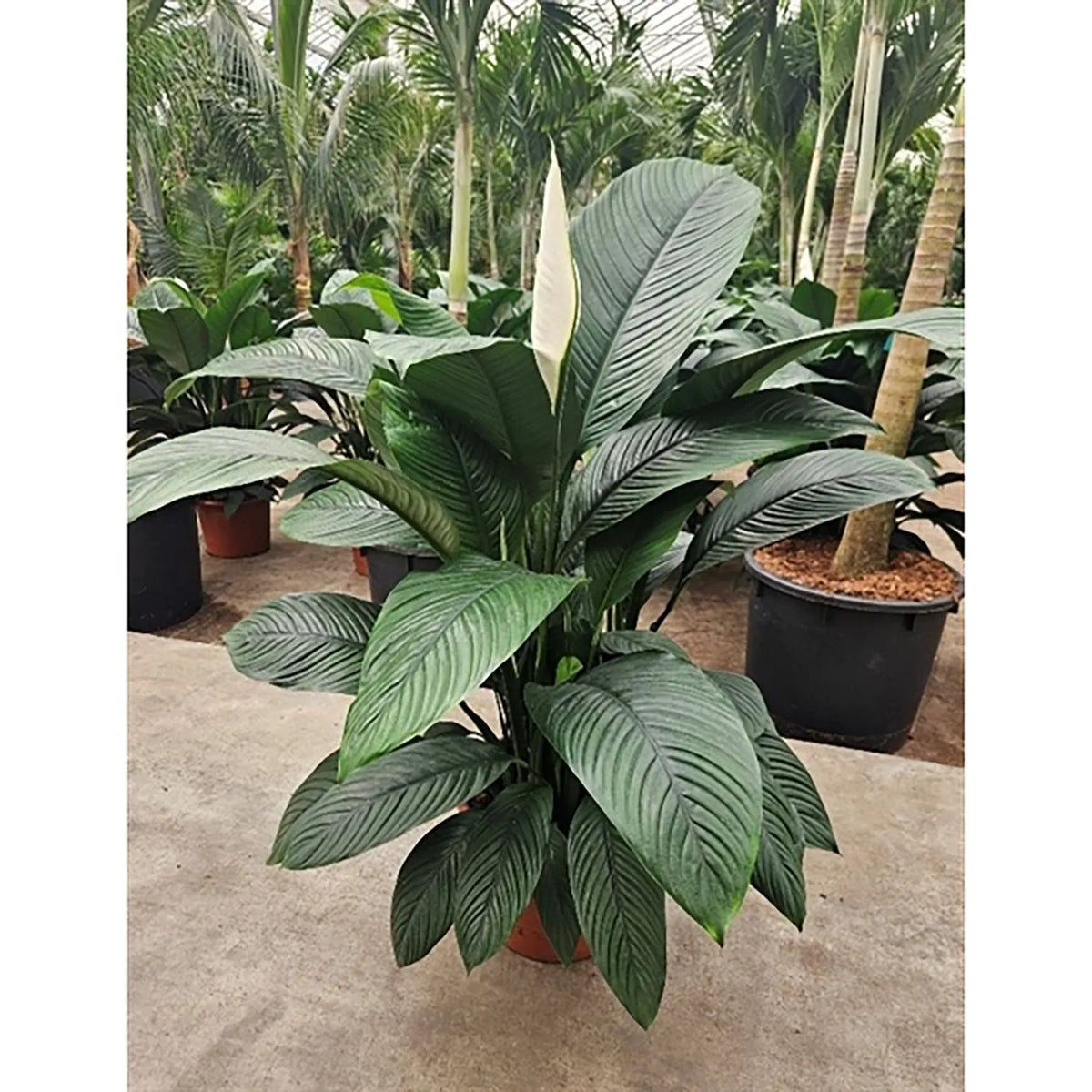 140 - 160cm XXL Spathiphyllum Sensation Peace Lily 45cm Pot House Plant