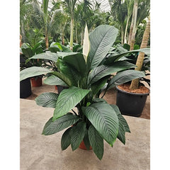 140 - 160cm XXL Spathiphyllum Sensation Peace Lily 45cm Pot House Plant