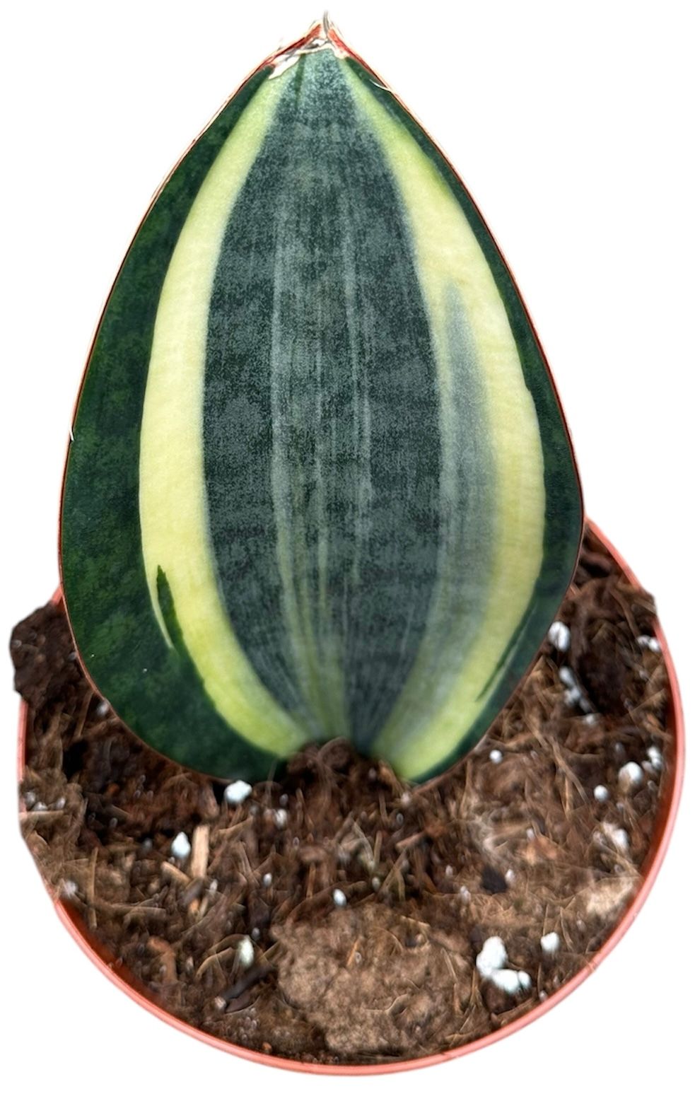 Sansevieria Masoniana Aurea House Plant 14 cm Pot