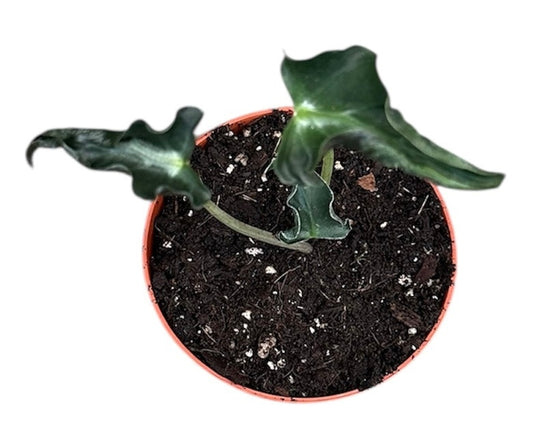 Alocasia Loco House Plant 8cm Pot