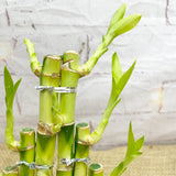 15 - 20cm Dracaena Lucky Bamboo House Plant 14cm Pot 