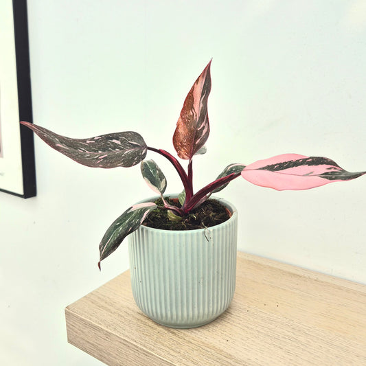 15 - 20cm Highly Variegated Pink Princess House Plant 10cm Pot House Plant