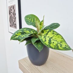 15 - 20cm Homalomena Camouflage Shield Plant 14cm Pot House Plant House Plant