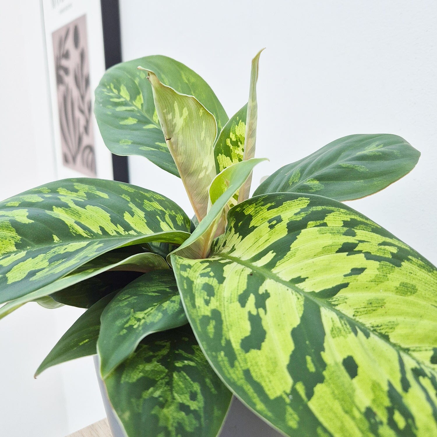 15 - 20cm Homalomena Camouflage Shield Plant 14cm Pot House Plant House Plant