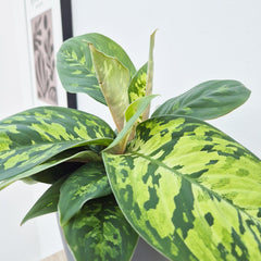 15 - 20cm Homalomena Camouflage Shield Plant 14cm Pot House Plant House Plant
