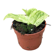 15 - 20cm Rhaphiodophora Korthalsii Marble Aura House Plant 10,5 cm Pot House Plant