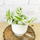 15 - 20cm Tradescantia Albiflora Houseplant 12cm Pot