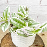 15 - 20cm Tradescantia Albiflora Houseplant 12cm Pot House Plant