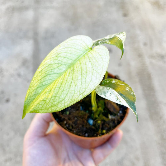 15 - 25 Monstera Deliciosa Mint Cheese Plant Variegated 10.5cm Pot House Plant