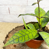 15 - 25cm Hoya Callistophylla Wax House Plant in 10cm Pot House Plant