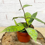 15 - 25cm Hoya Callistophylla Wax House Plant in 10cm Pot House Plant