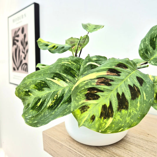 15 - 25cm Maranta Leuconeura Variegata Prayer Plant 12cm Pot House Plant House Plant