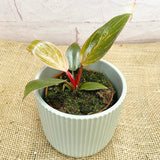 15 - 25cm Philodendron Birkin Dark Form 9cm Pot House Plant House Plant