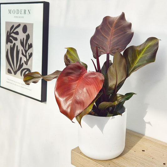 15 - 25cm Philodendron Sunlight House Plant 12cm Pot House Plant