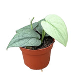 15 - 25cm Scindapsus Silver Hero Pothos 10cm Pot House Plant