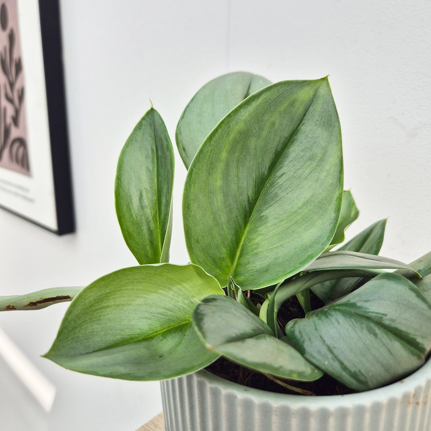 15 - 25cm Treubii Moonlight Pothos Scindapsus 12cm Pot House Plant House Plant
